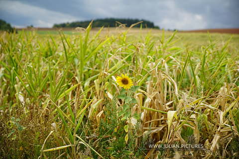 DSC05156.JPG