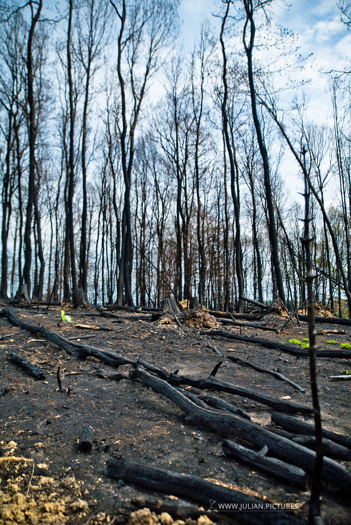 Waldbrand Hömerich
